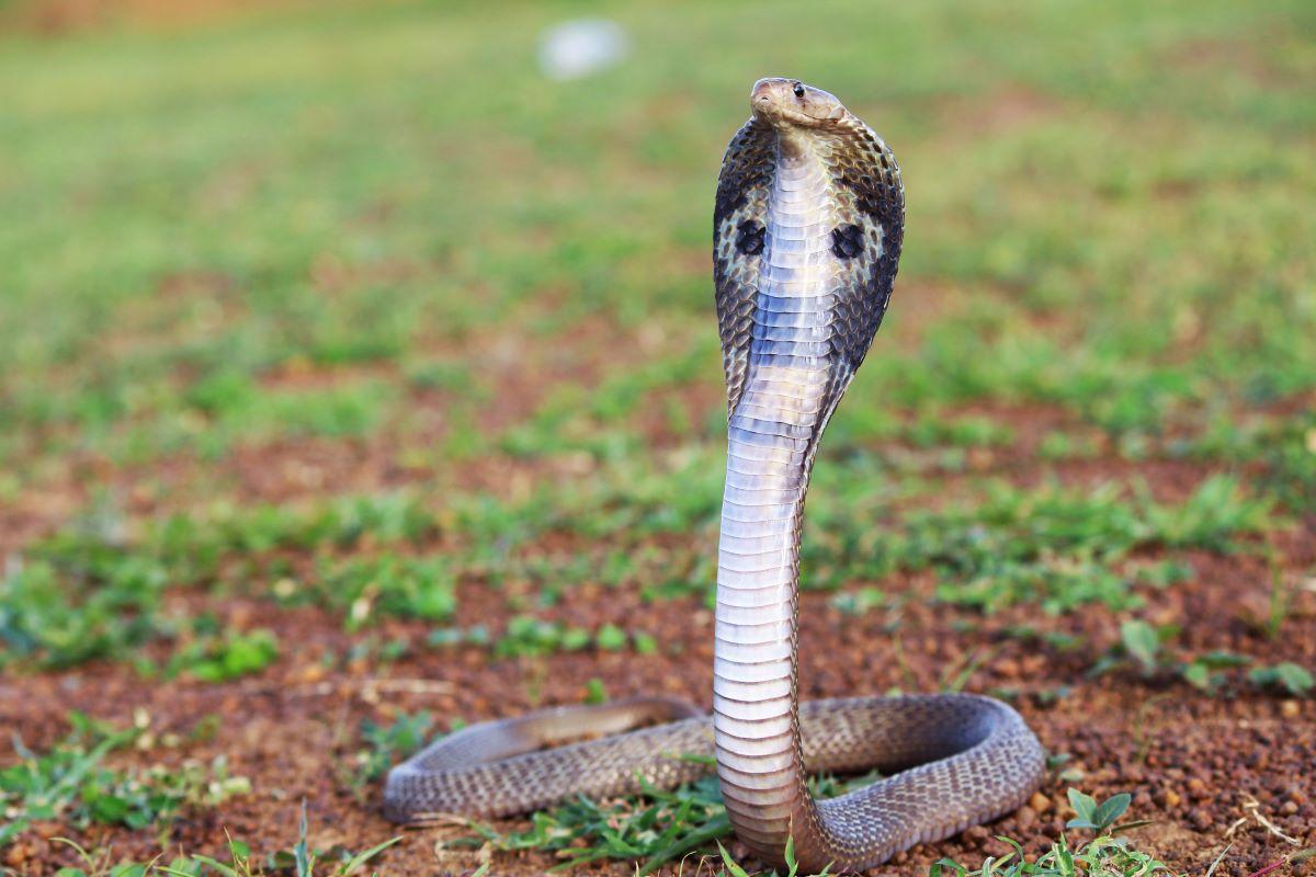 Bebê de um ano é atacada por cobra dentro de casa no litoral de SP