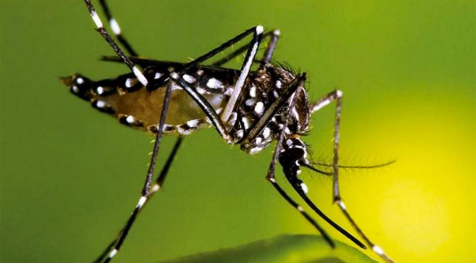 Secretarias iniciam ação de combate ao mosquito aedes