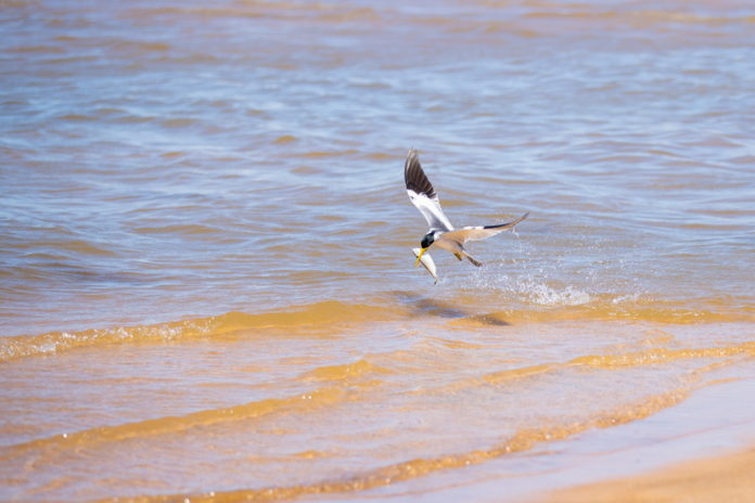 Gaivotas 1