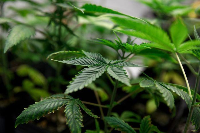 cannabis
