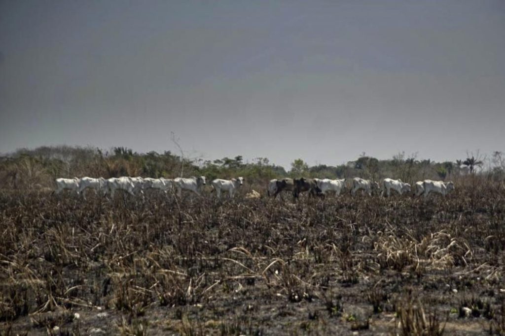 Polícia identifica fazendeiros suspeitos de provocar queimadas no sudeste do Pará