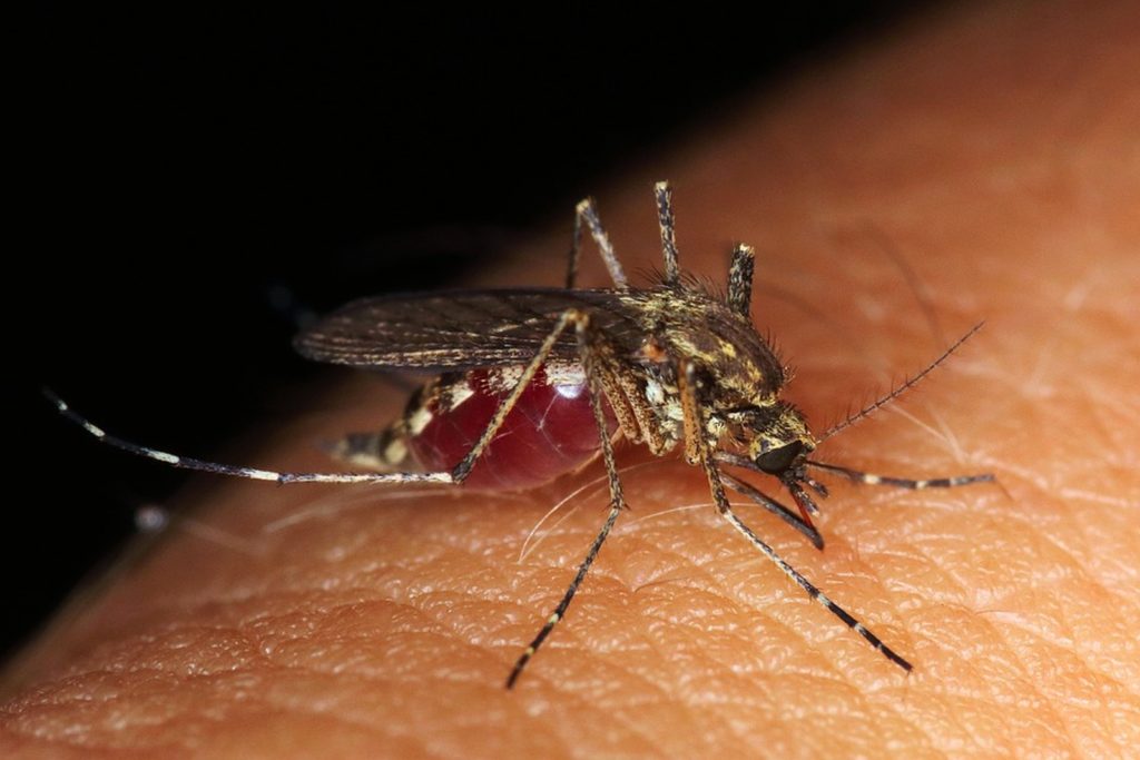Vírus da zika pode causar complicações neurológicas em adultos