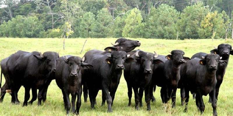 Parauapebas: Seminário abrange criação de búfalos e produção de derivados