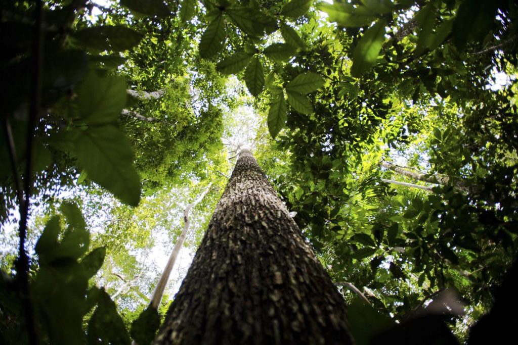 Valor da produção florestal no Brasil atinge R$ 20,6 bilhões