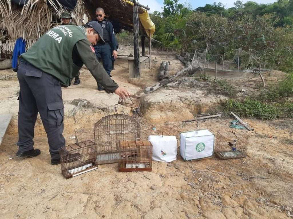 Pássaros são resgatados e armamento apreendido durante operação para conter incêndio em Tucuruí