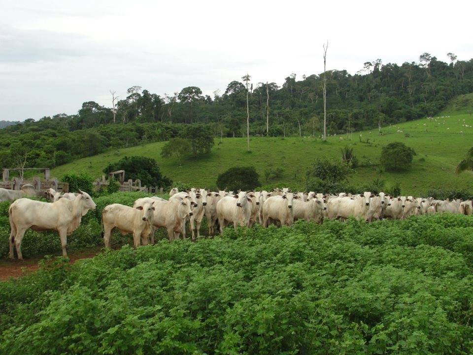 Pará combate o desmatamento ilegal com mais de mil áreas rurais regularizadas