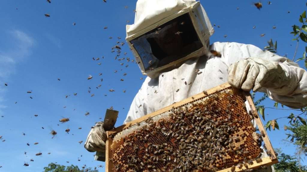 Canaã dos Carajás: Rumos da apicultura são discutidos na 17ª Edição da ApiPará