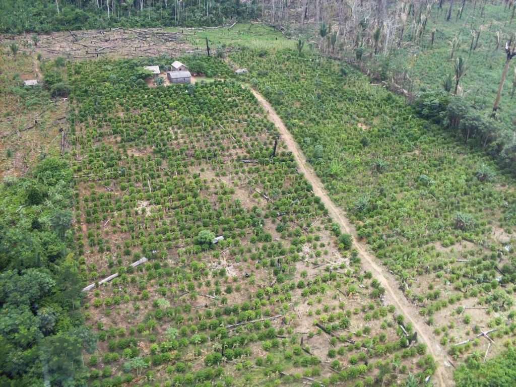 Fazendeiro é condenado a pagar R$ 3 milhões por desmatar área de floresta