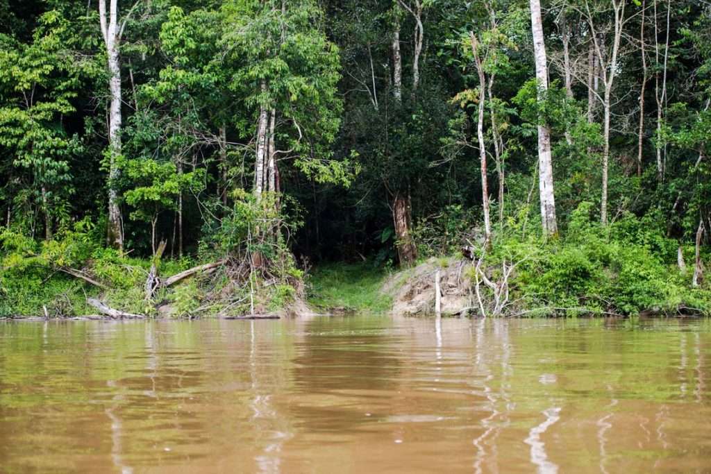 Capes deve liberar R$ 7 milhões para pesquisas na Amazônia Legal