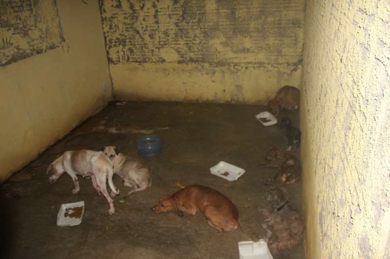 Curionópolis: Animais morrem à mingua em “Abrigo do Terror” da prefeitura