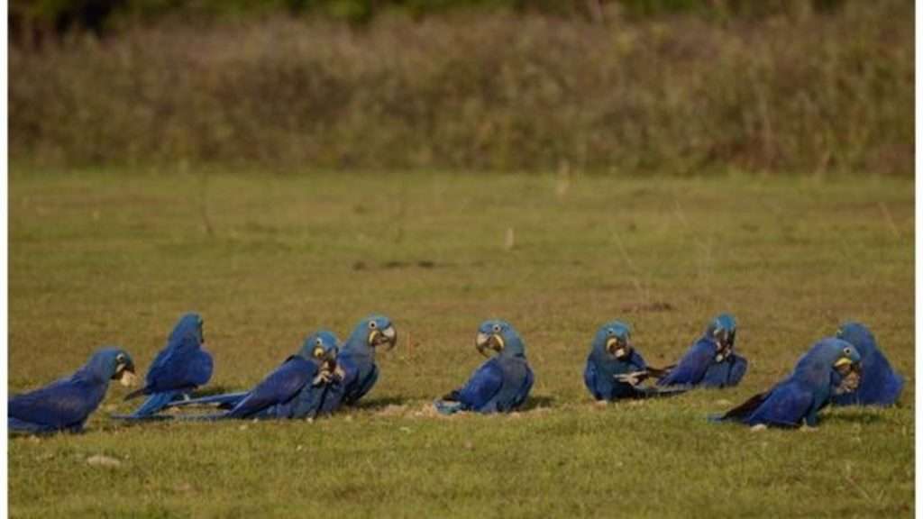 O drama das araras-azuis e outros animais sob risco de extinção e acuados pelo fogo no Pantanal