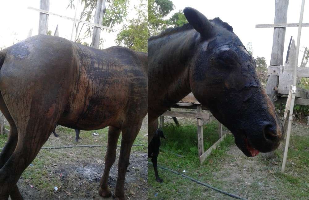 Cavalos são queimados vivos em fazenda no Pará e proprietário é preso pela Polícia