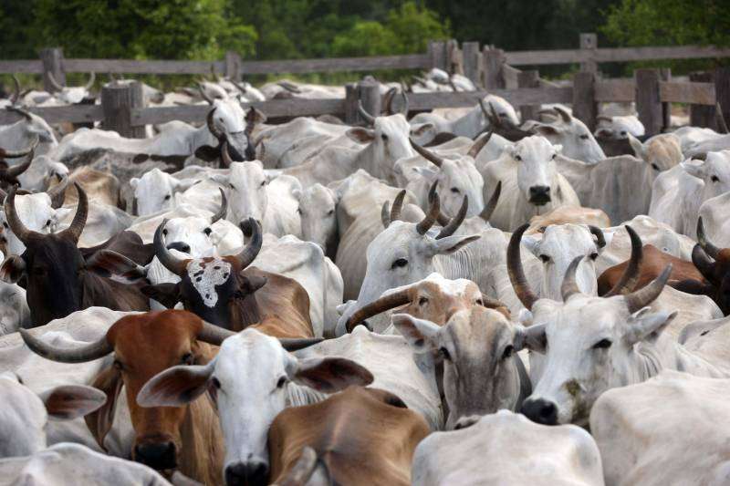 Pará espera imunizar 9,5 milhões de bovinos e bubalinos
