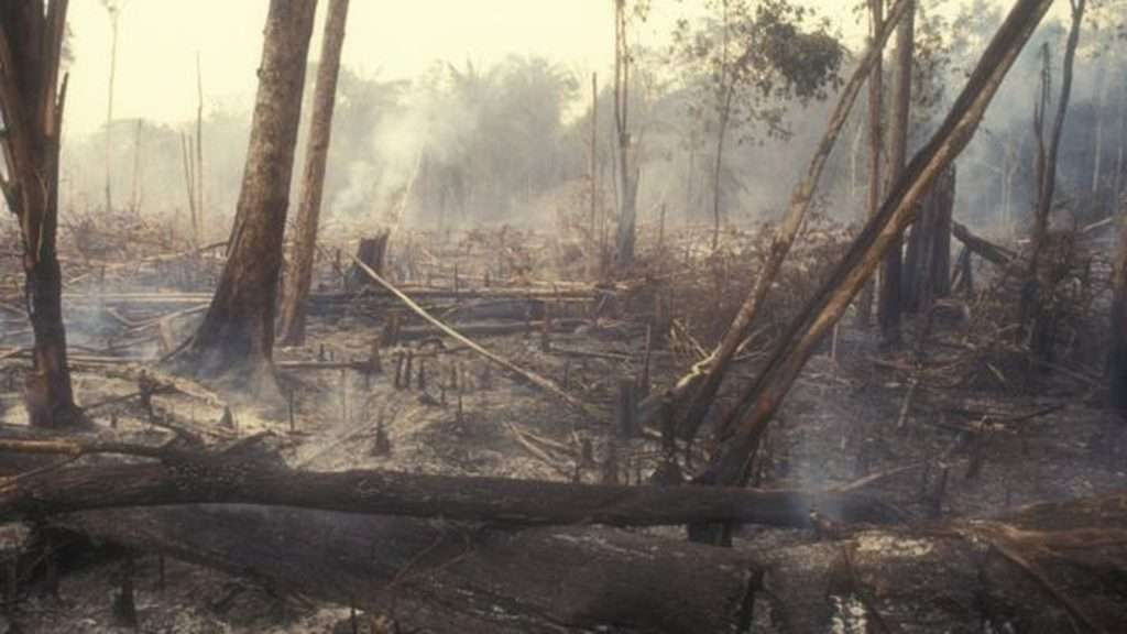 Pará é responsável por cerca de 40% da área desmatada na Amazônia