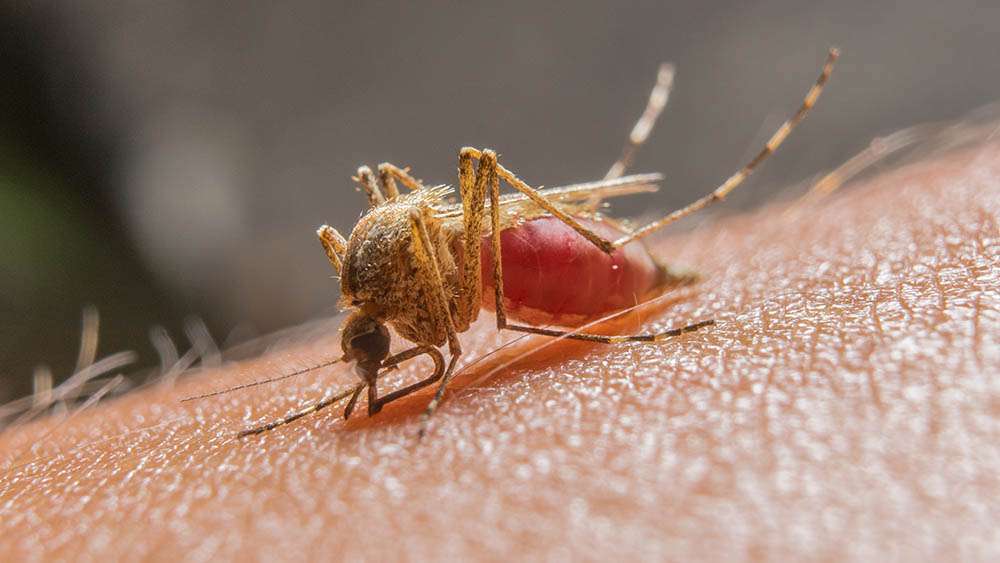 Anvisa aprova registro de remédio para malária em dose única