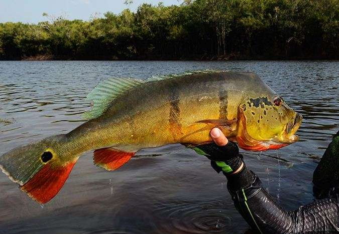 Parauapebas: Pesca esportiva em lagos da Flona de Carajás é sugerida ao governo municipal