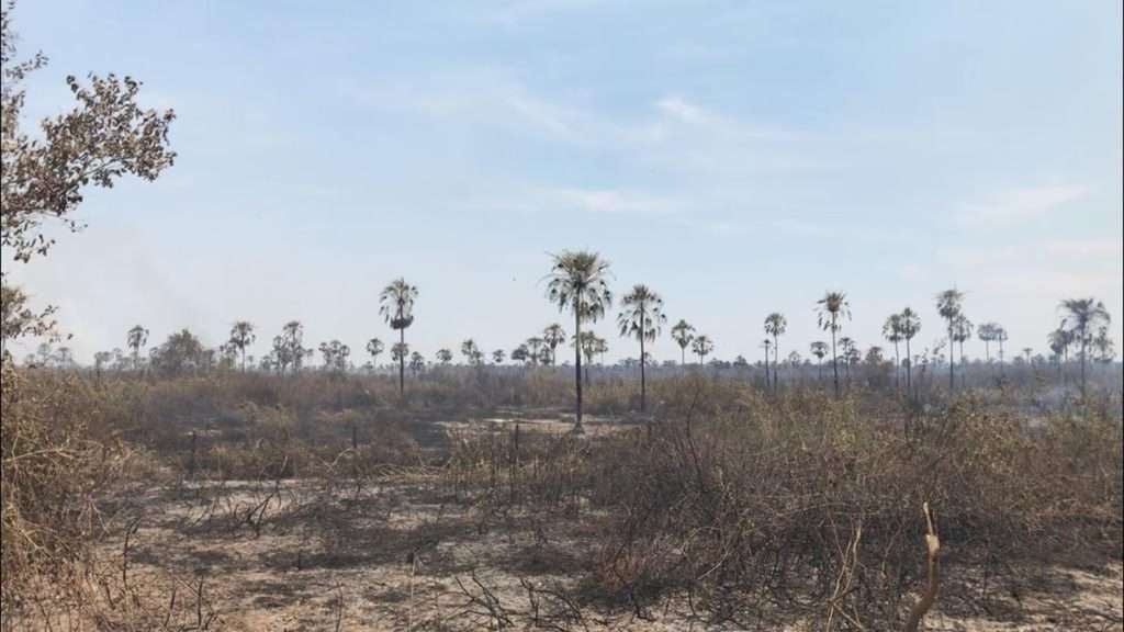 Queimada no Pantanal de MS já destruiu área equivalente à cidade do Rio de Janeiro