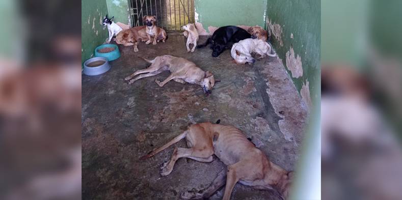 Animais resgatados das ruas de São Geraldo são levados ao Zoonoses, alvo de denúncias/ Foto: Divulgação