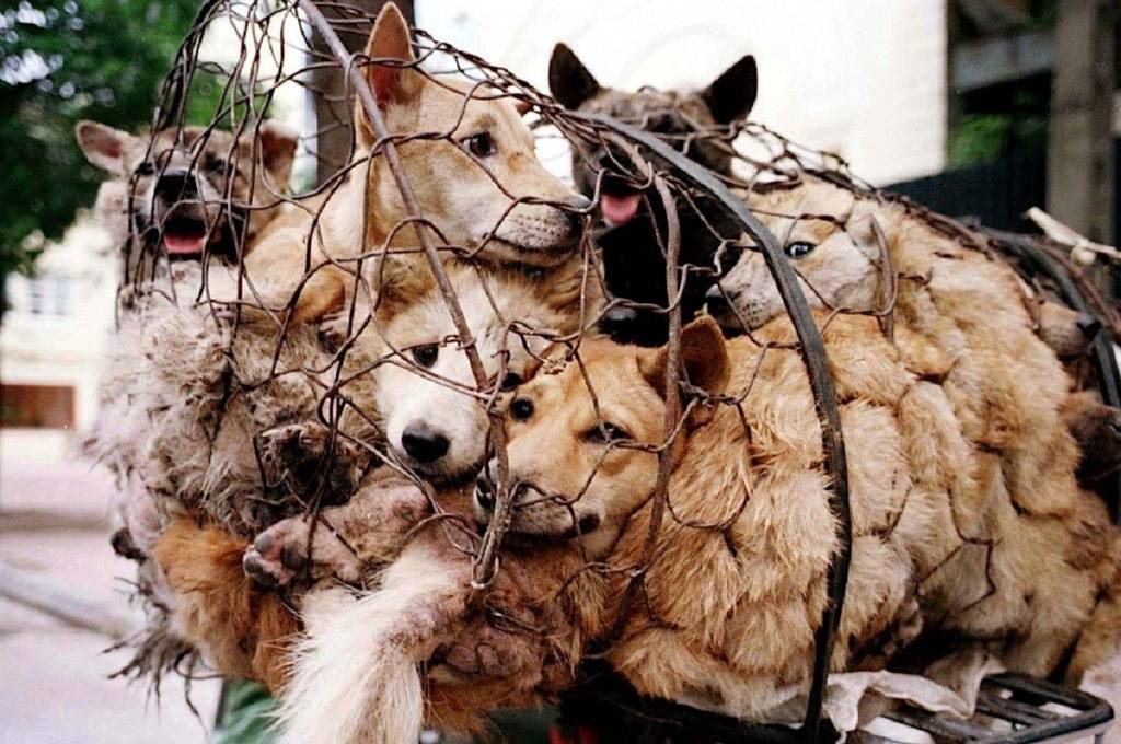 Activists rescued 386 dogs that were to be eaten at the Yulin Festival in China