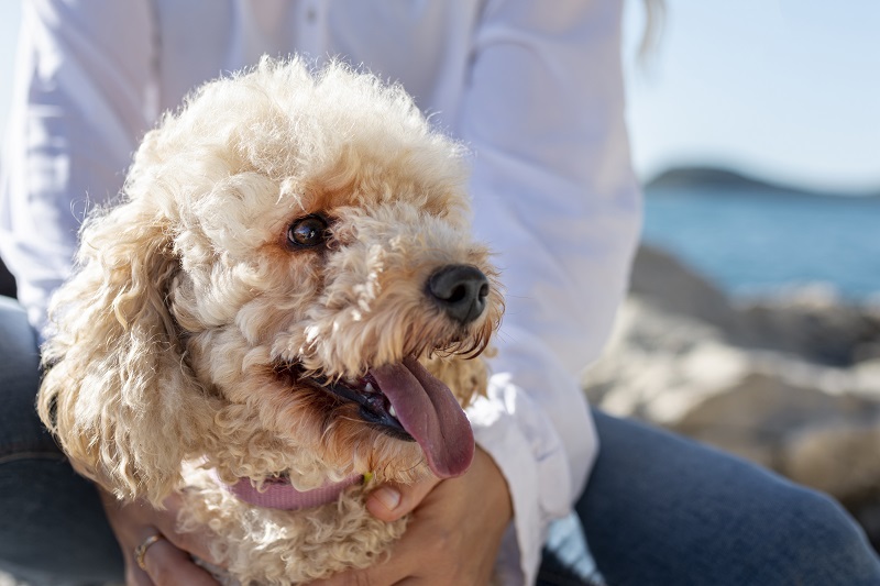 Qual a expectativa de vida de 19 raças de cães - BBC News Brasil