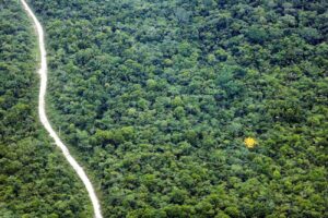 Floresta Amazônica - Região Sudoeste Paraense - Fotos Bruno Cecim - Ag.Pará