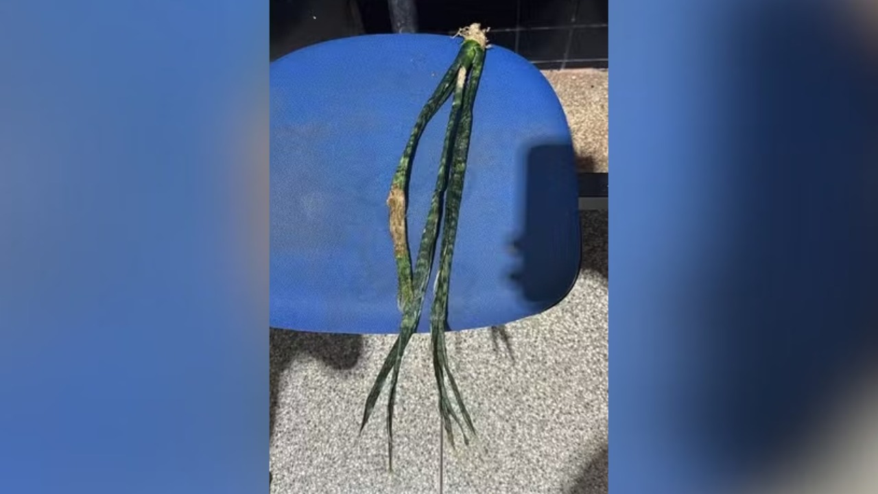 Suspeito de usar Espada de São Jorge para agredir adolescente é preso