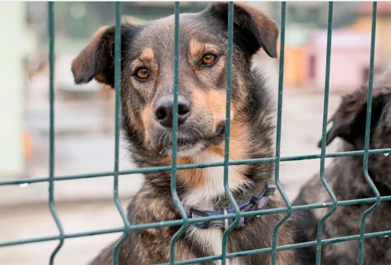 MPPA pede prisão de suspeito por maus-tratos a animal em Santana do Araguaia