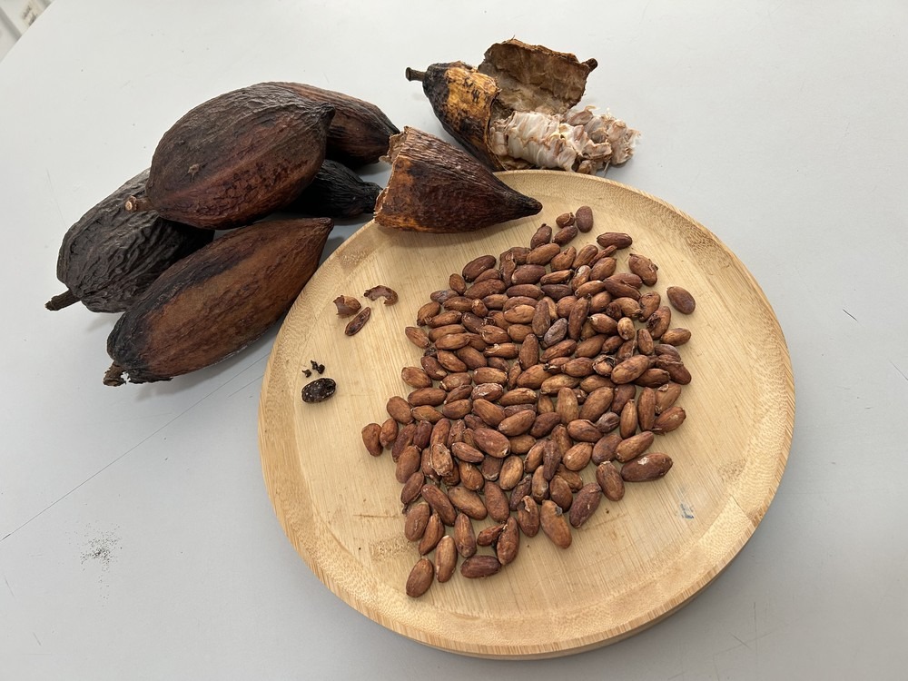 Cacau: frutos inteiros, abertos e sementes torradas em prato de madeira.