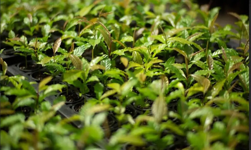 Close-up de inúmeras mudas de plantas verdes em um viveiro.