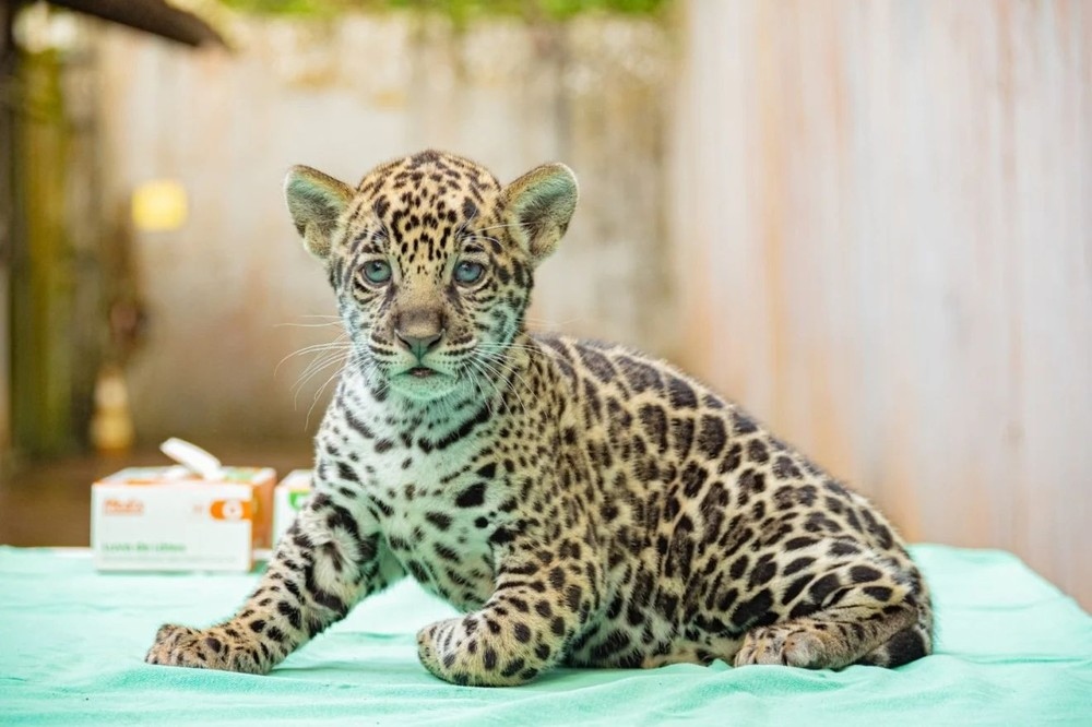 Filhote de onça-pintada com olhos azuis, deitado sobre um pano verde-água.