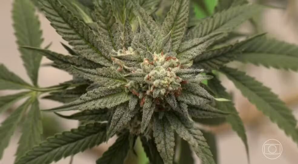 Consumo de drogas dos brasileiros cresce impulsionado pela maconha