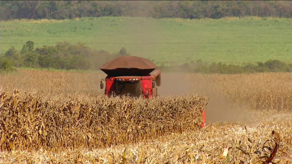 Colheitadeira vermelha colhendo milho seco em um campo, levantando poeira.