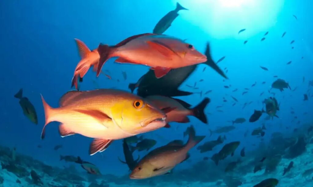 Cardume de peixes vermelhos e alaranjados nadando em águas azuis claras.