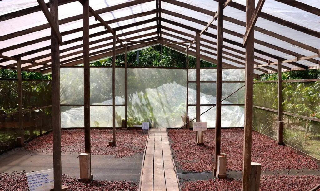 Semente de cacau secando em estufa de madeira.