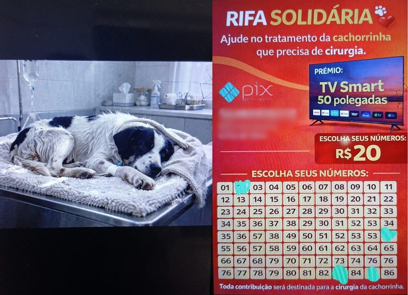 Cachorro preto e branco em maca veterinária, com rifa solidária para sua cirurgia ao lado.