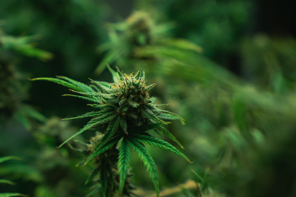 Botão de cannabis verde vibrante com tricomas em close-up.