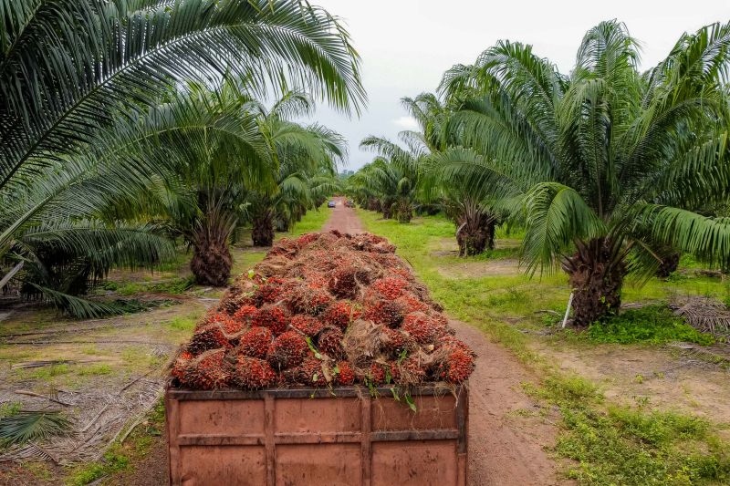Caminhão carregado com cachos de dendê em plantação de palmeiras.
