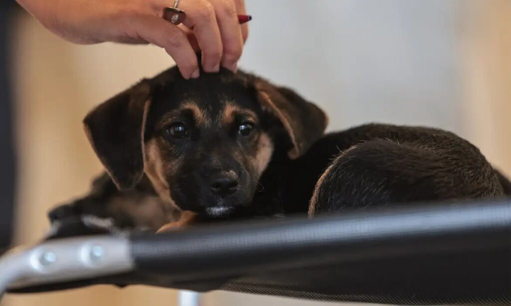 Filhote de cachorro preto e caramelo sendo acariciado na cabeça por uma mão humana.