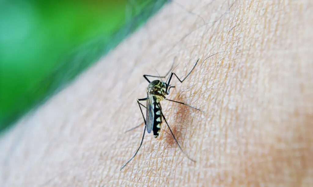 Mosquito Aedes aegypti com listras pretas e brancas pousado em pele humana.