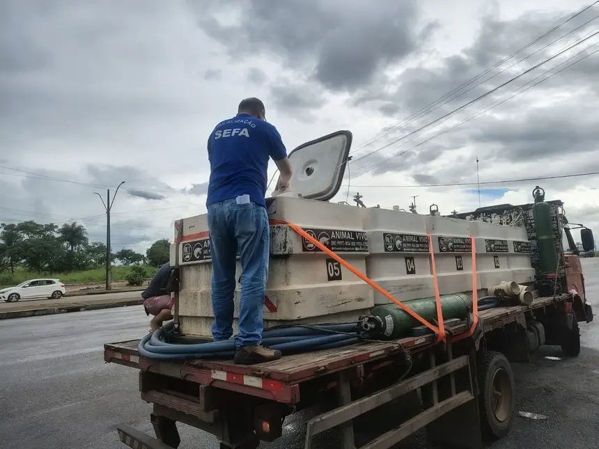 Homem com camiseta da SEFA inspecionando tanques de transporte de animal vivo em caminhão.