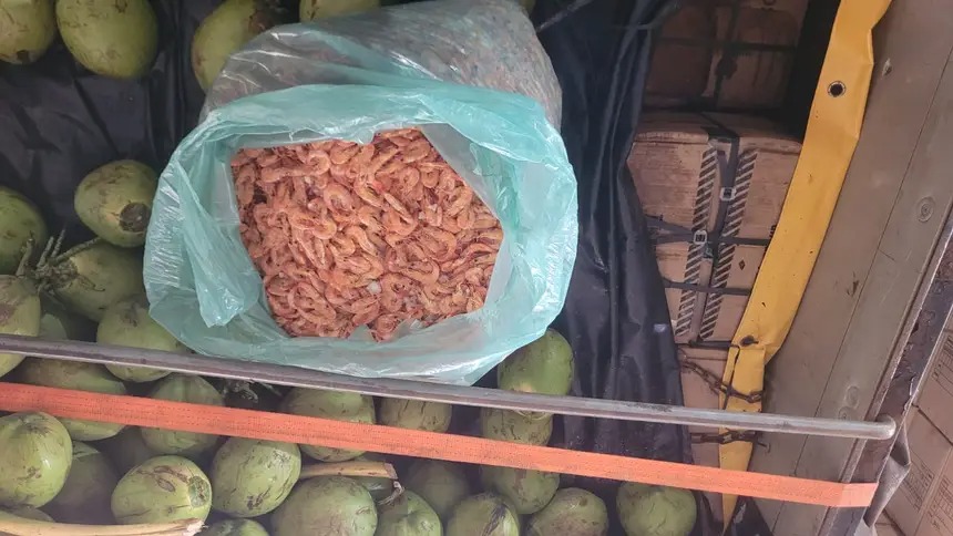 Carga de cocos verdes e camarão seco em saco plástico no compartimento de um caminhão.
