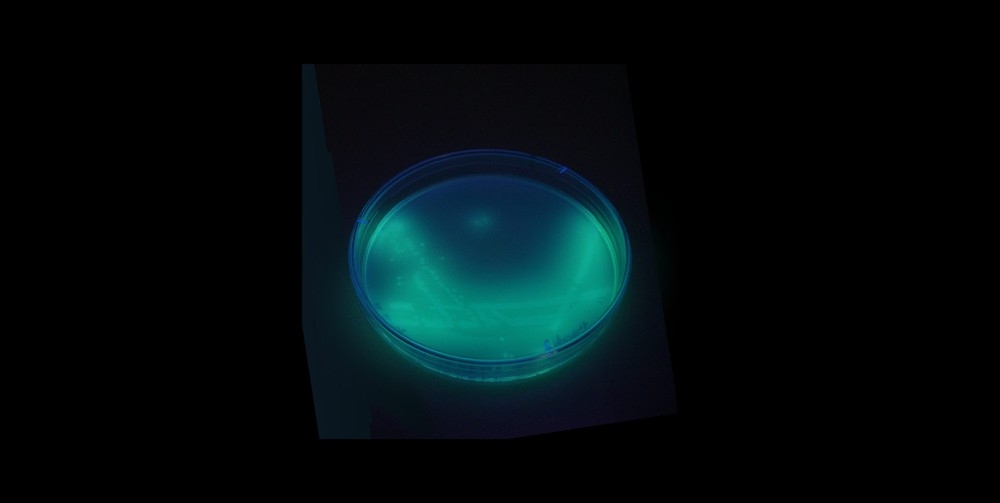 Placa de Petri com cultura bioluminescente em tom azul-esverdeado vibrante no escuro.