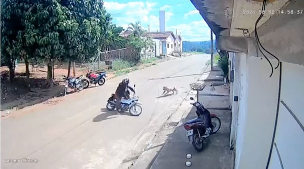 Motociclista passando por uma rua onde um cachorro corre em sua direção
