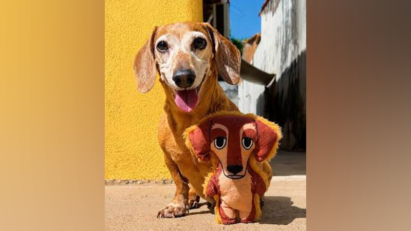 Cachorro da raça Dachshund idoso ao lado de um brinquedo de pelúcia com a mesma aparência dele.