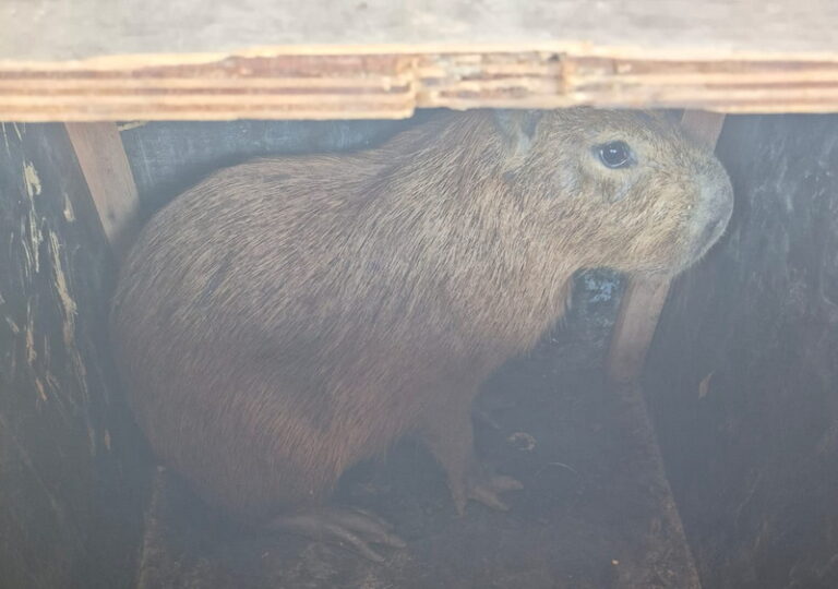 Parauapebas: capivara atropelada é resgatada pelos Bombeiros e entregue ao ICMBio