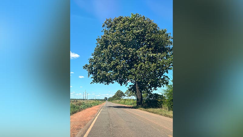 Árvore frondosa solitária na beira de uma estrada asfaltada sob céu azul